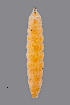 ( - NHMO-ENT-548034)  @11 [ ] by-sa (2021) Hallvard Elven University of Oslo, Natural History Museum