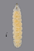  (Lathyromyza abruptis - NHMO-ENT-548037)  @11 [ ] by-sa (2021) Hallvard Elven University of Oslo, Natural History Museum