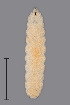  ( - NHMO-ENT-548040)  @11 [ ] by-sa (2021) Hallvard Elven University of Oslo, Natural History Museum