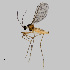  ( - NHMO-ENT-548246)  @11 [ ] by-sa (2021) Hallvard Elven University of Oslo, Natural History Museum