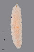  ( - NHMO-ENT-548042)  @11 [ ] by-sa (2021) Hallvard Elven University of Oslo, Natural History Museum