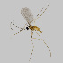  ( - NHMO-ENT-548250)  @11 [ ] by-sa (2021) Hallvard Elven University of Oslo, Natural History Museum