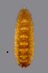  ( - NHMO-ENT-548045)  @11 [ ] by-sa (2021) Hallvard Elven University of Oslo, Natural History Museum