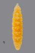  ( - NHMO-ENT-548044)  @11 [ ] by-sa (2021) Hallvard Elven University of Oslo, Natural History Museum