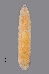  ( - NHMO-ENT-548046)  @11 [ ] by-sa (2021) Hallvard Elven University of Oslo, Natural History Museum