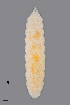  (Lathyromyza florum - NHMO-ENT-548047)  @11 [ ] by-sa (2021) Hallvard Elven University of Oslo, Natural History Museum