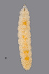  ( - NHMO-ENT-548049)  @11 [ ] by-sa (2021) Hallvard Elven University of Oslo, Natural History Museum