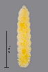  (Contarinia festucae - NHMO-ENT-548052)  @11 [ ] by-sa (2021) Hallvard Elven University of Oslo, Natural History Museum