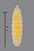  (Dasineura fraxini - NHMO-ENT-548053)  @11 [ ] by-sa (2021) Hallvard Elven University of Oslo, Natural History Museum