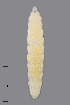  ( - NHMO-ENT-548056)  @11 [ ] by-sa (2021) Hallvard Elven University of Oslo, Natural History Museum