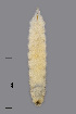  ( - NHMO-ENT-548058)  @11 [ ] by-sa (2021) Hallvard Elven University of Oslo, Natural History Museum