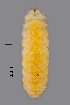  (Schizomyia - NHMO-ENT-548059)  @11 [ ] by-sa (2021) Hallvard Elven University of Oslo, Natural History Museum