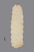  (Dasineura fraxinea - NHMO-ENT-548060)  @11 [ ] by-sa (2021) Hallvard Elven University of Oslo, Natural History Museum