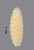  (Jaapiella inulicola - NHMO-ENT-548062)  @11 [ ] by-sa (2021) Hallvard Elven University of Oslo, Natural History Museum