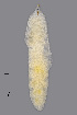  (Dasineura chrysanthemi - NHMO-ENT-548067)  @11 [ ] by-sa (2021) Hallvard Elven University of Oslo, Natural History Museum