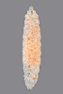  (Jaapiella cirsiicola - NHMO-ENT-548082)  @11 [ ] by-sa (2021) Hallvard Elven University of Oslo, Natural History Museum