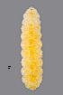  (Contarinia chrysanthemi - NHMO-ENT-548085)  @11 [ ] by-sa (2021) Hallvard Elven University of Oslo, Natural History Museum
