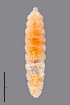  (Jaapiella floriperda - NHMO-ENT-548128)  @11 [ ] by-sa (2021) Hallvard Elven University of Oslo, Natural History Museum