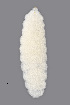  ( - NHMO-ENT-548129)  @11 [ ] by-sa (2021) Hallvard Elven University of Oslo, Natural History Museum