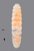  (Jaapiella chelidonii - NHMO-ENT-548132)  @11 [ ] by-sa (2021) Hallvard Elven University of Oslo, Natural History Museum