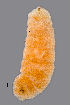  (Wachtliella - NHMO-ENT-548134)  @11 [ ] by-sa (2021) Hallvard Elven University of Oslo, Natural History Museum