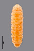  (Kiefferia - NHMO-ENT-548137)  @11 [ ] by-sa (2021) Hallvard Elven University of Oslo, Natural History Museum