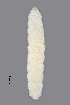  (Contarinia barbichei - NHMO-ENT-548142)  @11 [ ] by-sa (2021) Hallvard Elven University of Oslo, Natural History Museum