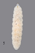  (Dasineura silvestris - NHMO-ENT-548143)  @11 [ ] by-sa (2021) Hallvard Elven University of Oslo, Natural History Museum