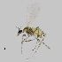  (Ozirhincus hungaricus - NHMO-ENT-548161)  @11 [ ] by-sa (2021) Hallvard Elven University of Oslo, Natural History Museum