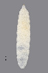  (Macrolabis vicicola - NHMO-ENT-548144)  @11 [ ] by-sa (2021) Hallvard Elven University of Oslo, Natural History Museum