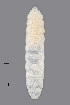  (Dasineura viciae - NHMO-ENT-548145)  @11 [ ] by-sa (2021) Hallvard Elven University of Oslo, Natural History Museum