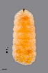  ( - NHMO-ENT-548147)  @11 [ ] by-sa (2021) Hallvard Elven University of Oslo, Natural History Museum