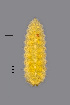  (Parallelodiplosis - NHMO-ENT-548149)  @11 [ ] by-sa (2021) Hallvard Elven University of Oslo, Natural History Museum