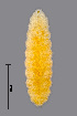  ( - NHMO-ENT-548150)  @11 [ ] by-sa (2021) Hallvard Elven University of Oslo, Natural History Museum
