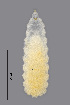  ( - NHMO-ENT-548151)  @11 [ ] by-sa (2021) Hallvard Elven University of Oslo, Natural History Museum