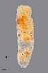  (Dasineura bistortae - NHMO-ENT-548153)  @11 [ ] by-sa (2021) Hallvard Elven University of Oslo, Natural History Museum