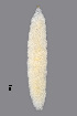  (Dasineura geranii - NHMO-ENT-548119)  @11 [ ] by-sa (2021) Hallvard Elven University of Oslo, Natural History Museum