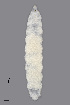  (Contarinia rubicola - NHMO-ENT-548122)  @11 [ ] by-sa (2021) Hallvard Elven University of Oslo, Natural History Museum