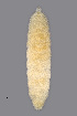  ( - NHMO-ENT-548123)  @11 [ ] by-sa (2021) Hallvard Elven University of Oslo, Natural History Museum
