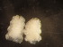  (Herbomyia - NHMO-ENT-671601)  @11 [ ] by-sa (2023) Unspecified University of Oslo, Natural History Museum