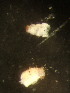  (Lestodiplosis xylodiplosuga - NHMO-ENT-671603)  @11 [ ] by-sa (2023) Unspecified University of Oslo, Natural History Museum