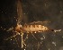  (Hormomyiini - NHMO-ENT-671637)  @11 [ ] by-sa (2023) Unspecified University of Oslo, Natural History Museum