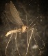  ( - NHMO-ENT-671628)  @11 [ ] by-sa (2023) Unspecified University of Oslo, Natural History Museum