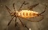  ( - NHMO-ENT-671634)  @11 [ ] by-sa (2023) Unspecified University of Oslo, Natural History Museum