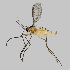  ( - NHMO-ENT-671660)  @11 [ ] by-sa (2024) Unspecified University of Oslo, Natural History Museum