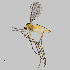  ( - NHMO-ENT-671658)  @11 [ ] by-sa (2024) Unspecified University of Oslo, Natural History Museum