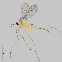  (Macrolabis incolens - NHMO-ENT-671659)  @11 [ ] by-sa (2024) Unspecified University of Oslo, Natural History Museum
