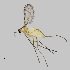  (Macrolabis sp - NHMO-ENT-671666)  @11 [ ] by-sa (2024) Unspecified University of Oslo, Natural History Museum