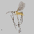  (Placochela - NHMO-ENT-548175)  @11 [ ] by-sa (2021) Hallvard Elven University of Oslo, Natural History Museum