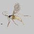  ( - NHMO-ENT-548174)  @11 [ ] by-sa (2021) Hallvard Elven University of Oslo, Natural History Museum